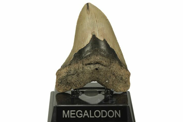 Fossil Megalodon Tooth - North Carolina #219940